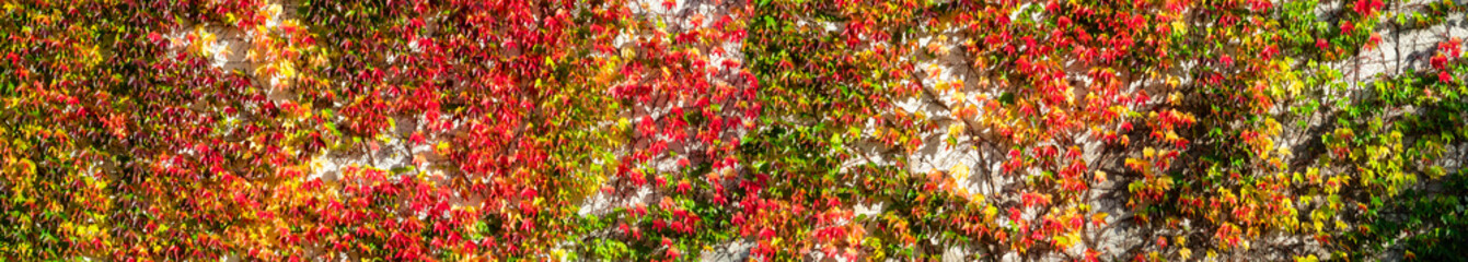Wide angle panorama background of colorful autumn foliage and tendrils on an white facade. Virginia creeper or five-leaved ivy (Parthenocissus tricuspidata Veitchii) is a flowering vine (Vitaceae).  - obrazy, fototapety, plakaty