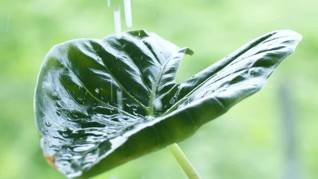 Arrow leaf is a tuber plant with a wide green leaf, nampi or malanga, taking drops of water poured on directly to nourish this plant.