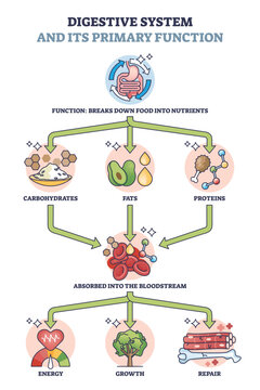Digestive system and its primary function for metabolism outline diagram. Labeled educational process explanation with food breaking to nutrients and supply body with energy vector illustration.