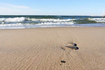 Dead fish in the sand on the beach.