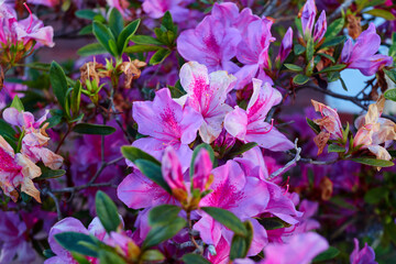 Close-up view of pink Azalea flower in bloom