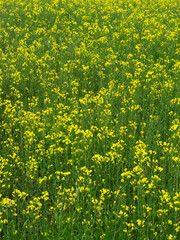 セイヨウアブラナ