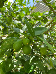 green lime lemon on tree