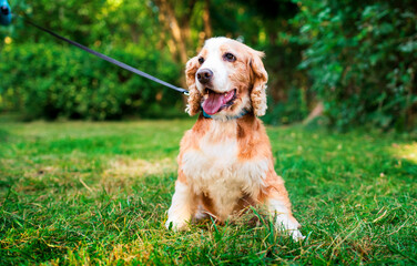 English cocker spaniel dog is sitting on green grass in the park. The dog is fluffy and beautiful. It has a collar. He is kept on a leash. Walking and training. The photo is blurred