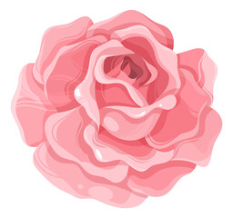 Garden rose. Blooming plant. Pink floral element