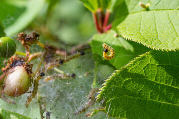 Group of Larvae of Bird-cherry ermine Yponomeuta evonymella pupate in tightly packed communal, white web on a tree trunk and branches among green leaves in summer