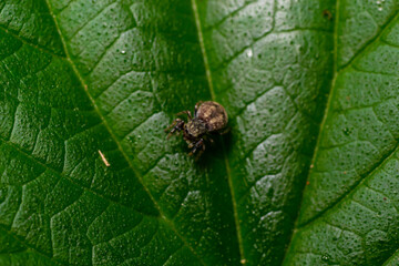 Jumping Spider on Leaf in Springtime