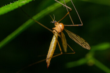 The insect, the Limonia stork fly in the family Limoniidae, has a very small body with orange coloration and long stilt legs and large black eyeballs