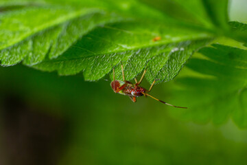 Selective focus closeup on a Red spotted Mirid plant bug, Deraeocoris ruber, sitting on a leaf in...