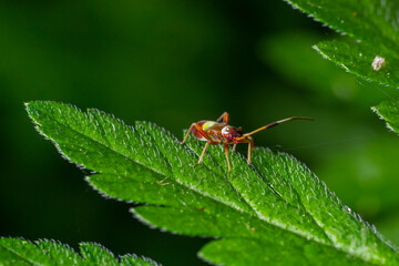 Selective focus closeup on a Red spotted Mirid plant bug, Deraeocoris ruber, sitting on a leaf in the gardenagainst a green background