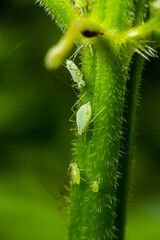 Macrosiphum rosae, the rose aphid is an aphid of the family Aphididae, Hemiptera