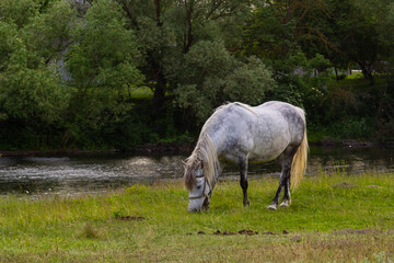 A beautiful white grey horse stays calm grazing on green grass field or pasture, its ears up and head down. Rural landscape background