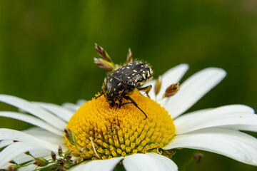 White spotted rose beetle: A Beneficial Insect for Pollination and Organic Recycling. Oxythyrea funesta