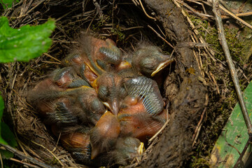 Baby birds in the nest birds and mistle thrushes. Thrushes