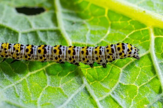 Mullein Cucullia verbasci Caterpillars feeding on garden flower leaves