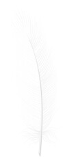 Bird feather. Realistic white fluffy quill mockup