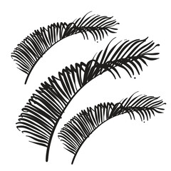 Hand drawn Coconut Leaves vector illustration
