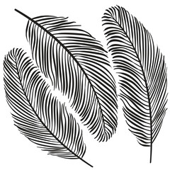 Hand drawn Coconut Leaves vector illustration