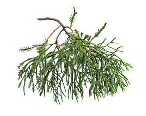 Green fir tree branch isolated on white background