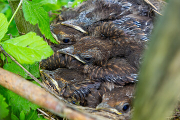 Baby birds in the nest birds and mistle thrushes. Thrushes