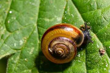 Oxychilus alliarius , commonly known as the garlic snail or garlic glass-snail