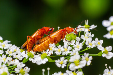 Common red soldier beetle Rhagonycha fulva