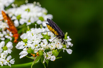 Black Fungus Gnat, Sciara thomae, on white flowers on green blurred background