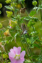 A wasp spider in a large web on a background of green grass on a sunny day. Argiope bruennichi