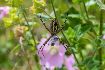 A wasp spider in a large web on a background of green grass on a sunny day. Argiope bruennichi