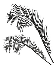 Fototapeta na wymiar Hand drawn Coconut Leaves vector illustration