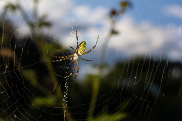 Closeup of exotic striped argiope bruennichi orb web spider sitting on cobweb against blurred background in daytime