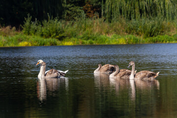 Cygnus olor, swan swimming in the water