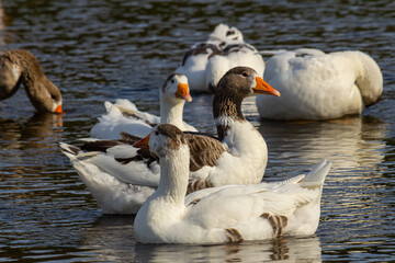 A domestic goose is a goose that humans have domesticated and kept for their meat, eggs, or down...