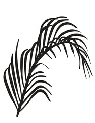 Hand drawn Coconut Leaves vector illustration