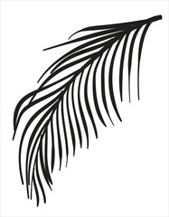 Obraz premium Hand drawn Coconut Leaves vector illustration