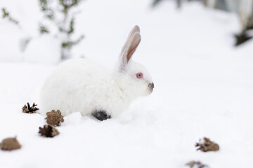 White rabbit on the snow between pine cones.
