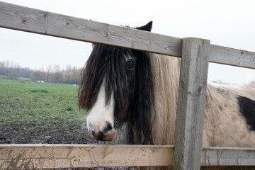 Horse in a Field