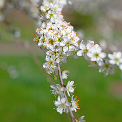 Blühener Schlehdorn, Prunus spinosa, im Frühling