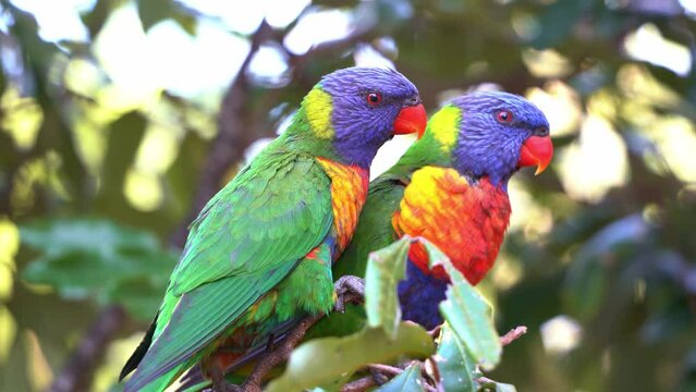 Two beautiful lovebirds rainbow lorikeets, trichoglossus moluccanus, perched on tree branch, chirruping and showing love and affections for each other during mating season, close up shot.