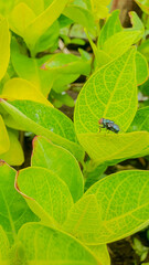 Macro Shot of Green Fly Resting on Vibrant Leaf Amidst Lively Foliage