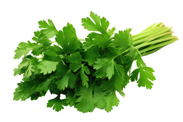 Green parsley on transparent background, png