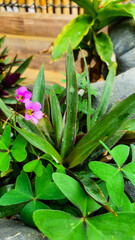 Graceful Broadleaf Woodsorrel (Oxalis latifolia Kunth) Blossom in Delicate Pink Amidst Verdant Foliage