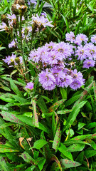 Radiant Michaelmas Daisy (Symphyotrichum novi belgii) in Full Bloom Against Vivid Green Backdrop