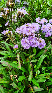 Radiant Michaelmas Daisy (Symphyotrichum novi belgii) in Full Bloom Against Vivid Green Backdrop