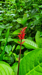 Vibrant: Closeup of Scarlet Firespike Flower (Odontonema cuspidatum)