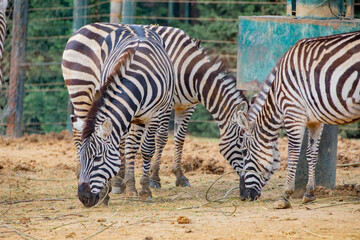 Fototapeta na wymiar Zebra in the grass nature habitat, National Park 