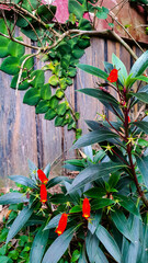 Unique Red Flowers of Seemannia Sylvatica Against a Wooden Fence