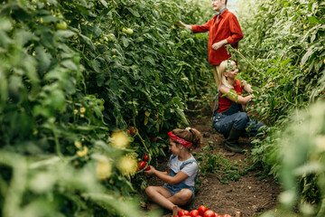 Fototapeta premium A cheerful family of three, a daughter, mom, and dad, engaging in a bountiful harvest of ripe tomatoes in their thriving home garden business