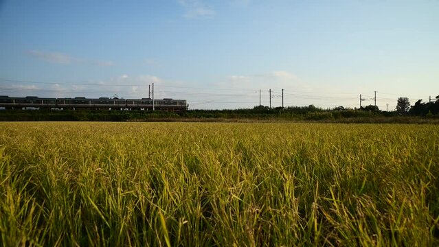 稲穂の実る秋の田園地帯を走る223系普通列車 （東海道本線 稲枝 - 能登川, 2023年11月）