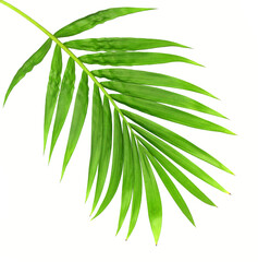 green leaf of palm tree isolated on transparent background png file - 675163782